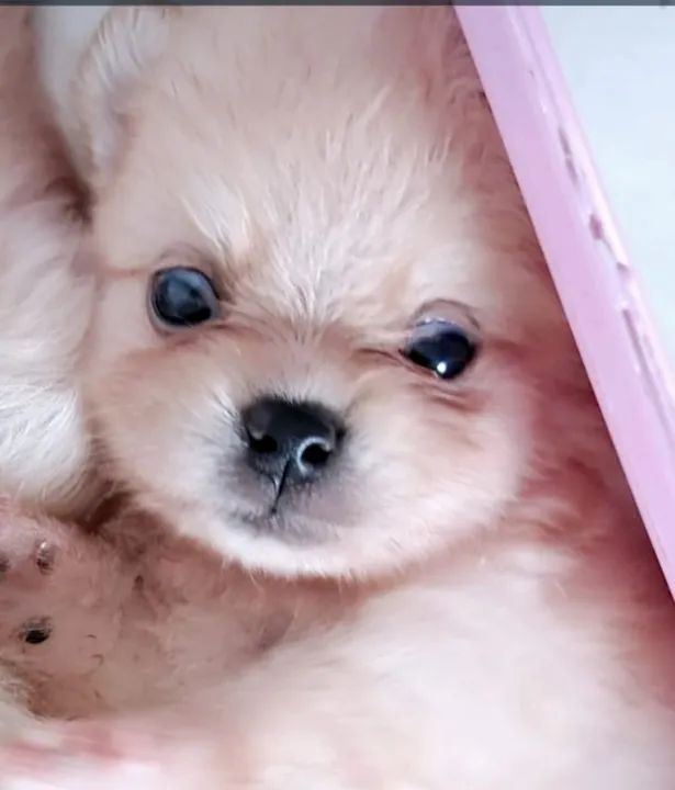 Filhote de Lulu Pomerânia - Foto 4