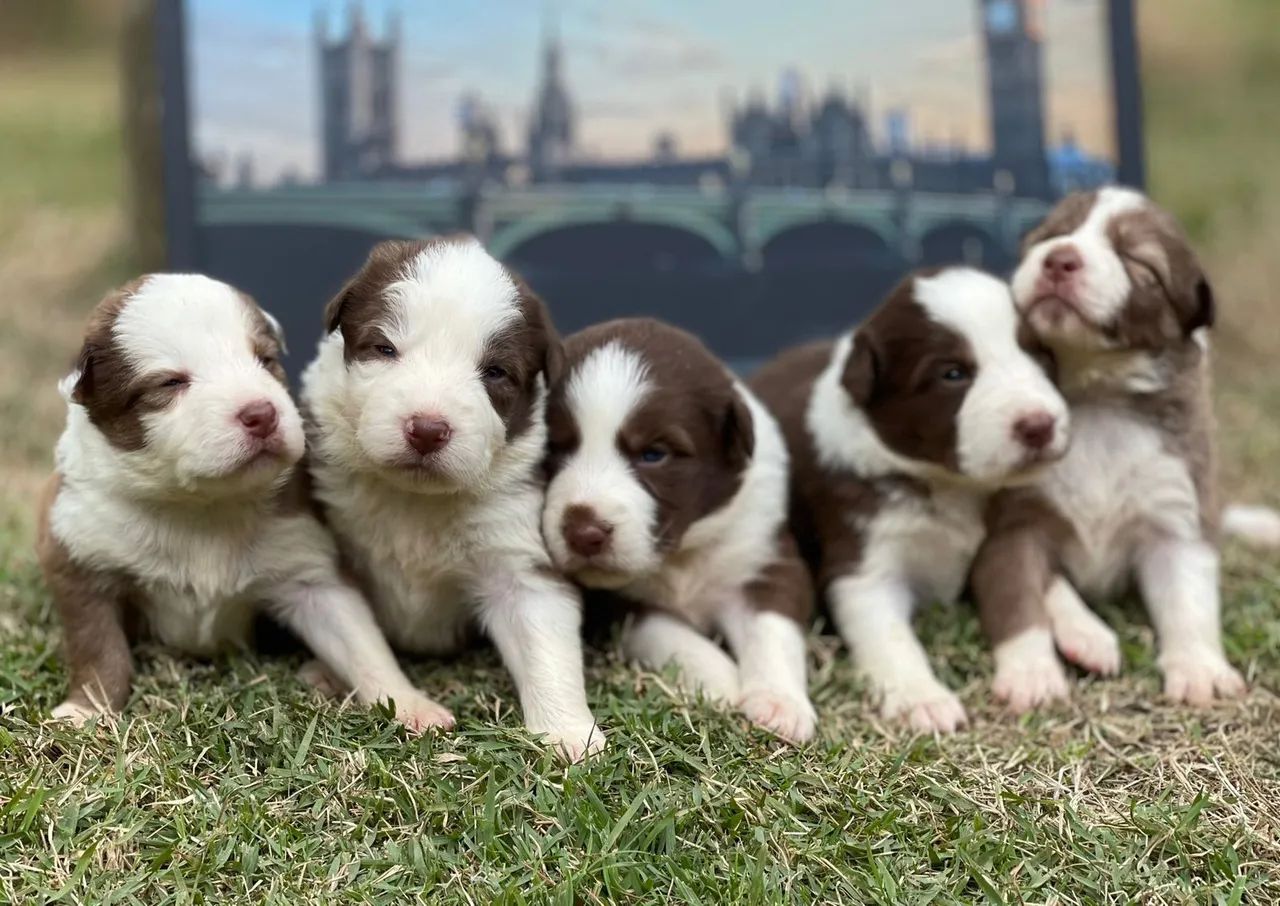 Filhotes de Border Collie -Envio para todo Brasil  Triunfo Kennel - Foto 2