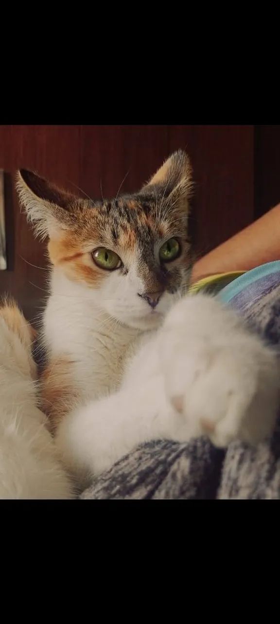 Gatinha carinhosa para adoção