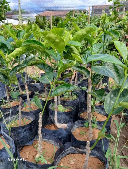Mudas de Jaca enxertada Pronta para o Plantio - Foto 3