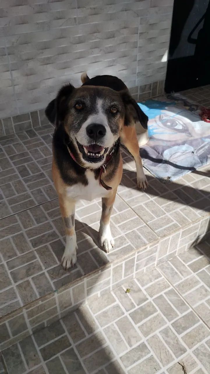 Mel para doação  - Foto 2