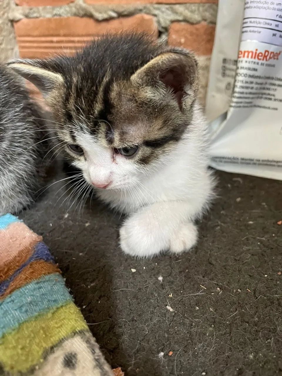 Gatinho fofo para adoção - Foto 3