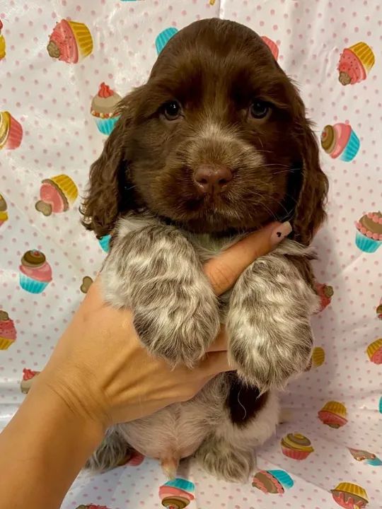 Cocker Spaniel ingles todas as cores  - Foto 2