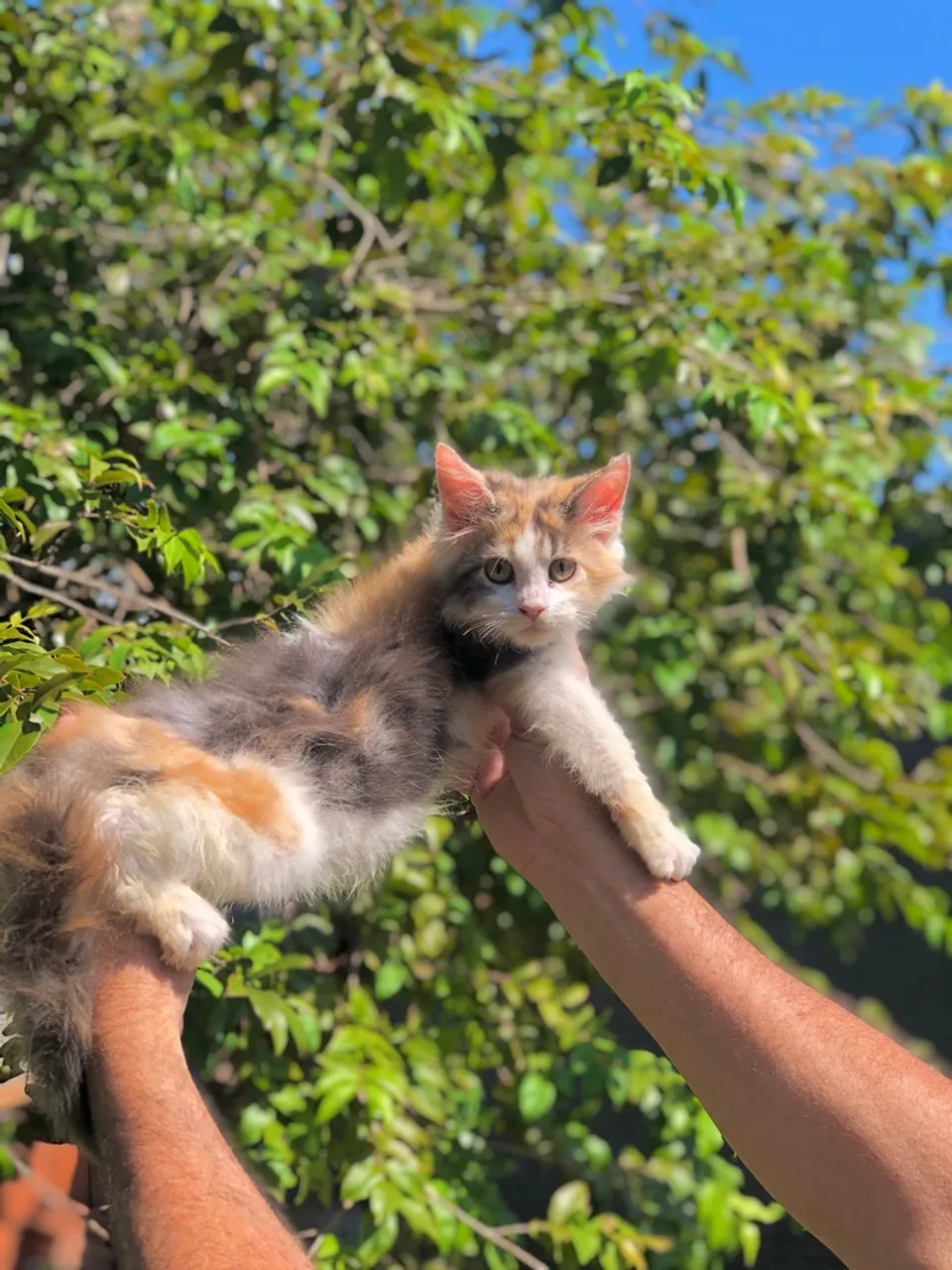 MAINE COON FEMEA TRICOLOR
