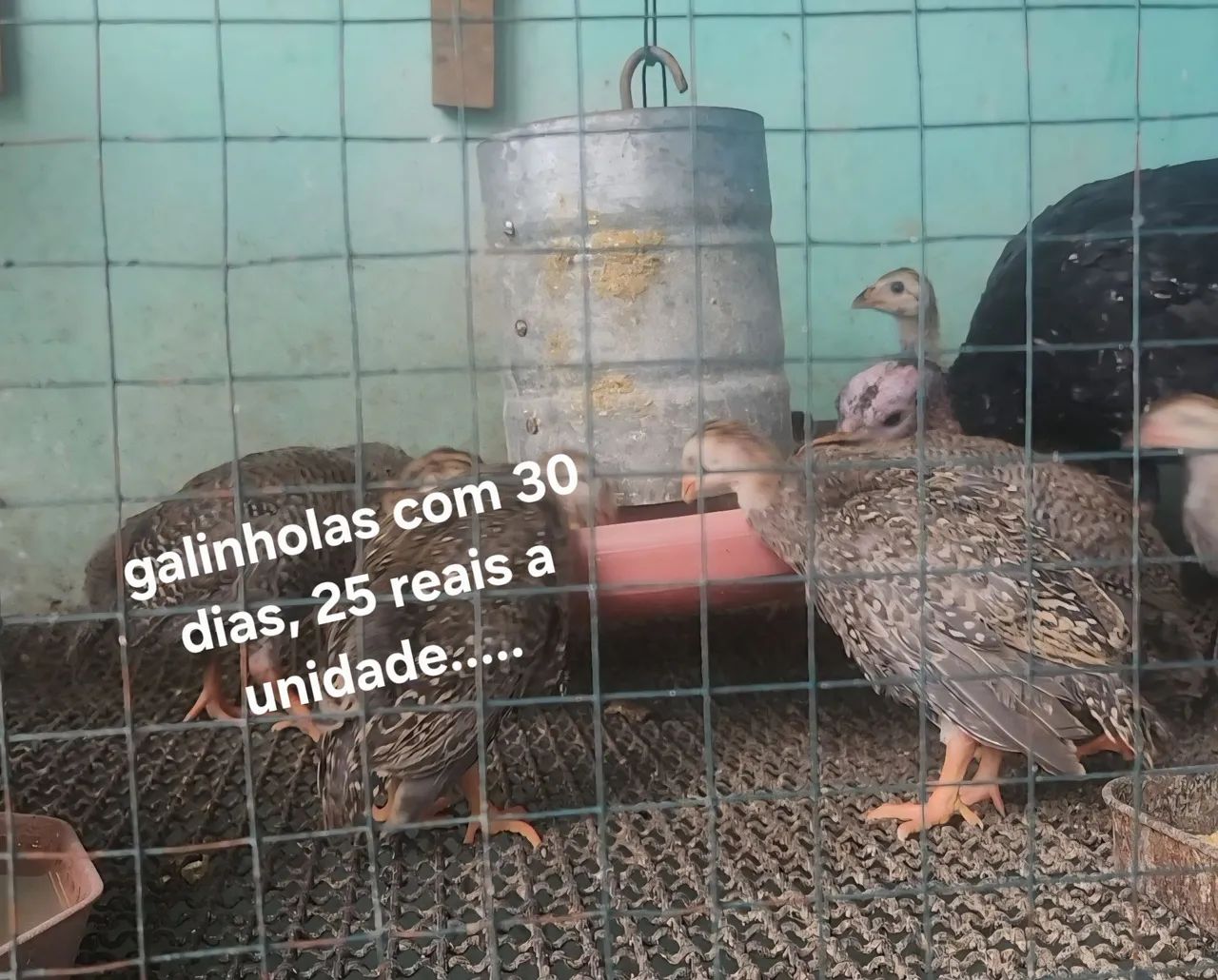 filhotes de aves - Foto 4