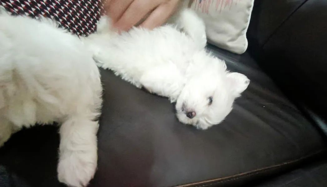 Maltês macho Bay face  - Foto 6