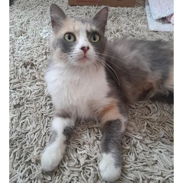 Adoção gata castrada