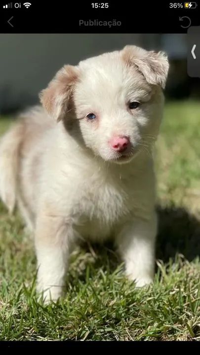 Filhotes de Border Collie -Envio para todo Brasil  Triunfo Kennel - Foto 3