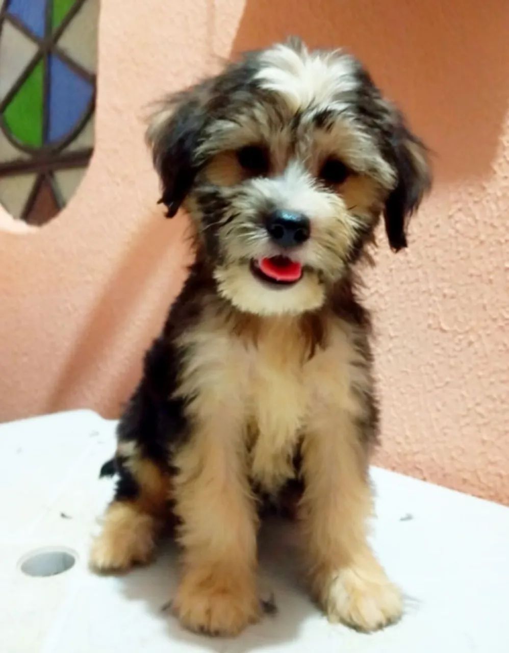 Filhote de YORKSHIRE- Fofo e Carinhoso