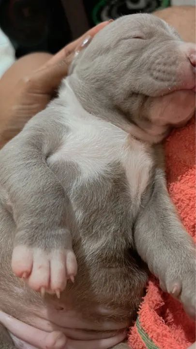 Pitbull filhote disponível - Foto 3