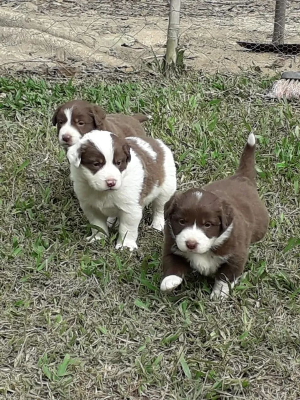 Fêmeas de Border Collie filhotes com 56 dias vacinadas e com pedigree- Alberto