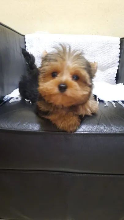 Vendo Filhote de Yorkshire  - Foto 2