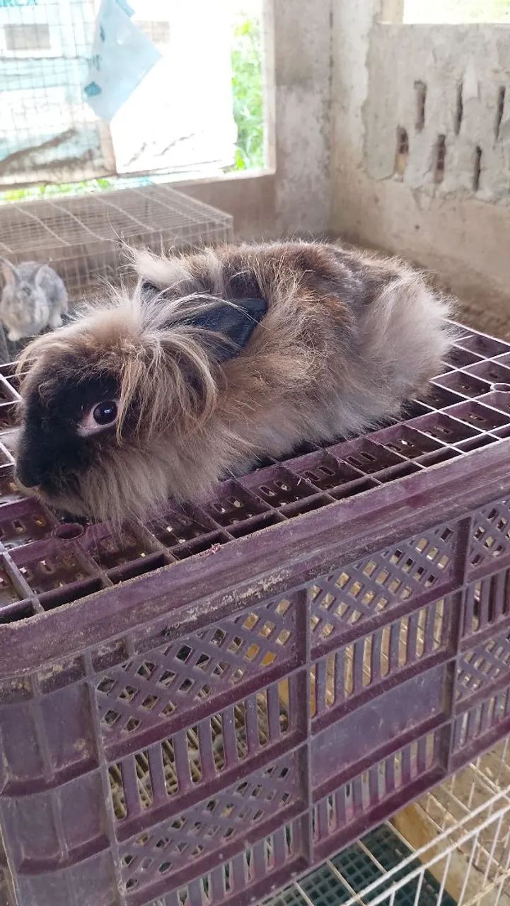 Coelho Lion Head  - Foto 2