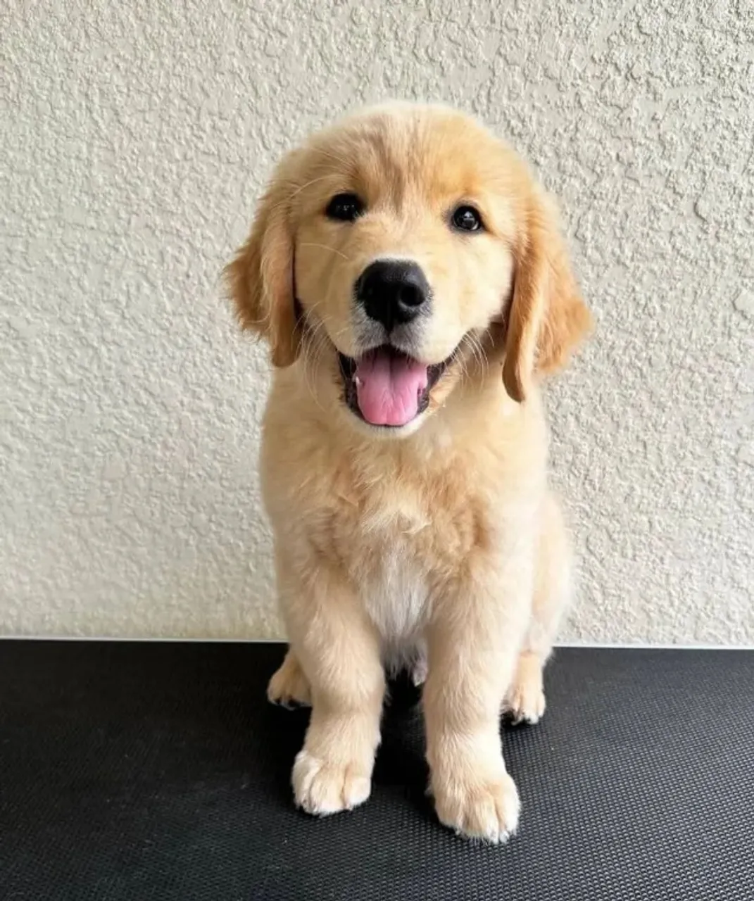 Doando Golden