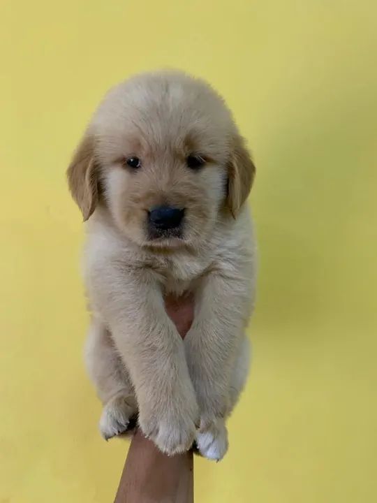 Golden Retriever Pacelamento sem juros no cartão.