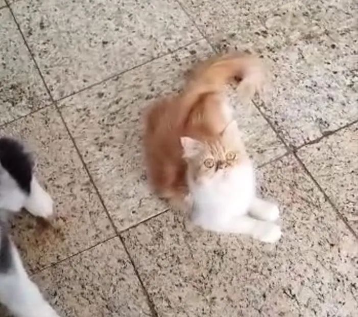 Gata femea persa legitima