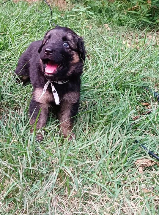 Filhotes de pastor alemão capa preta puro com pedigree de pai e mãe !