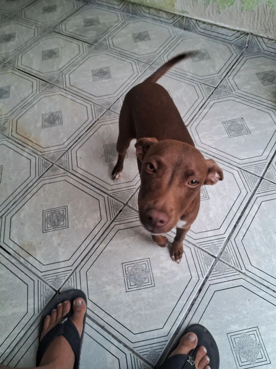 Cachorro fêmea de porte pequeno para adoção - Foto 5