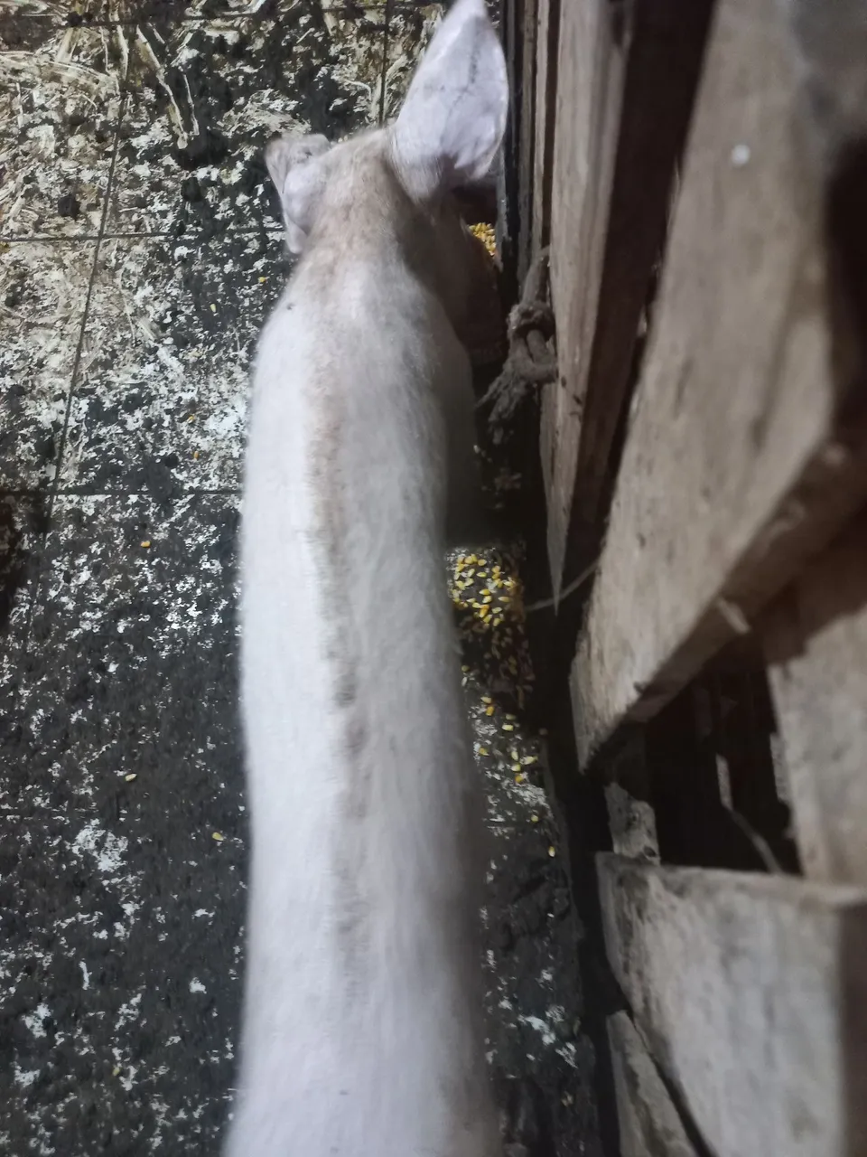 porco vivo