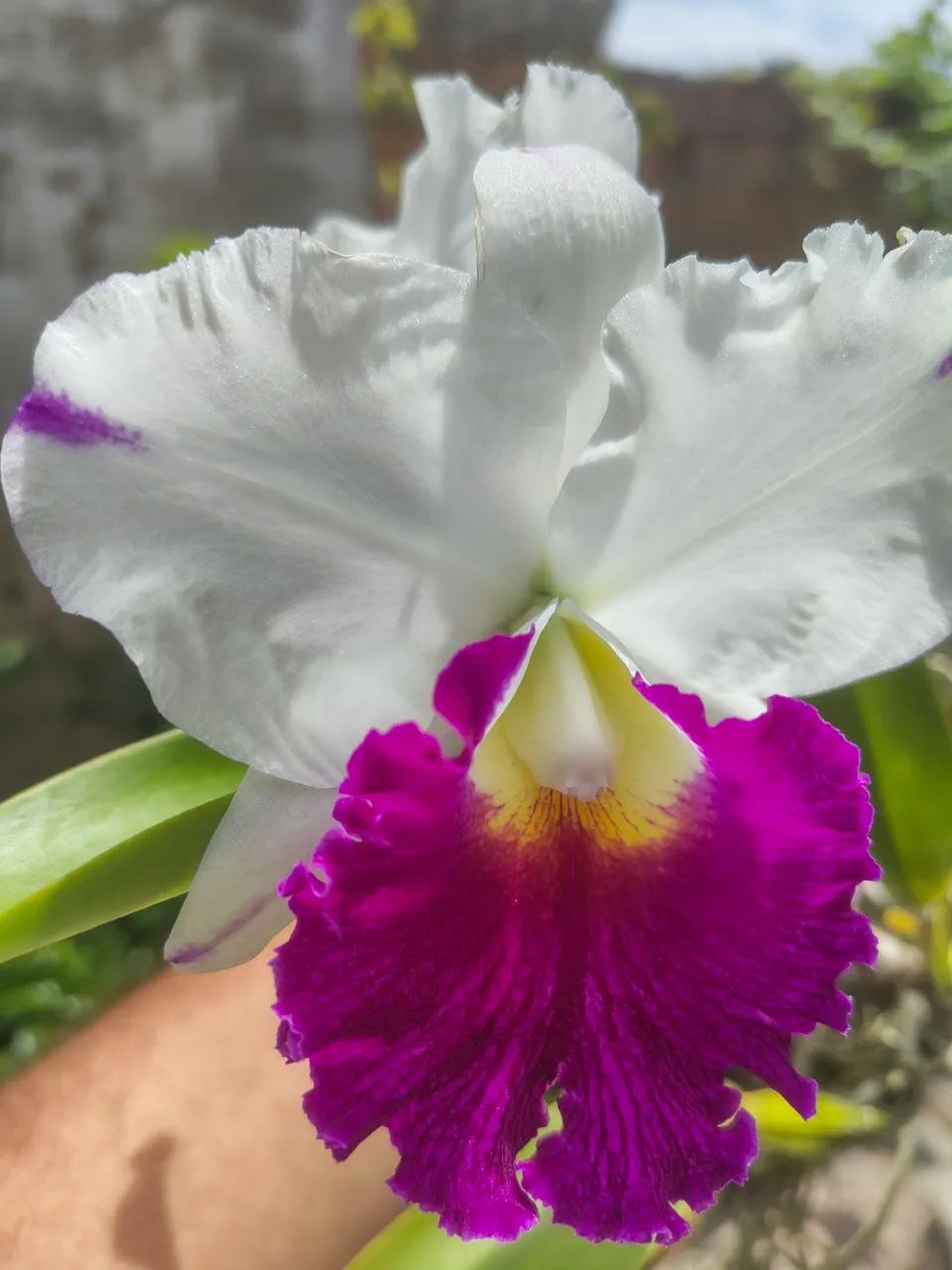 Orquídea Cattleya, Phal e outras