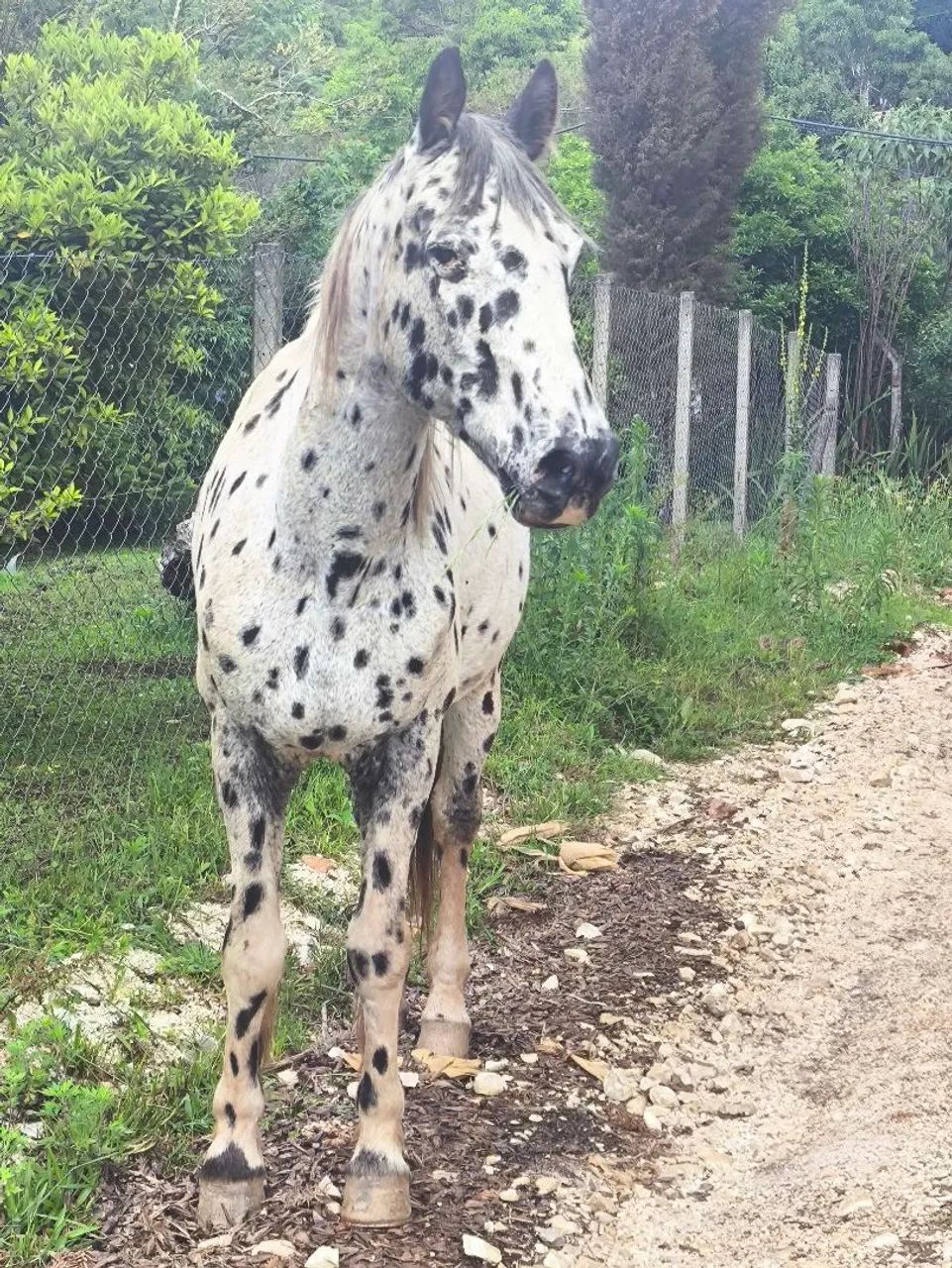 Cavalo crioulo  - Foto 4