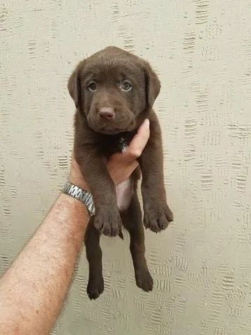 Labrador Femea Filhotes criados com amor! Documentação e vacinação atualizadas.