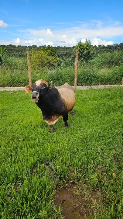 Mini vaca  / as menores  - Foto 3