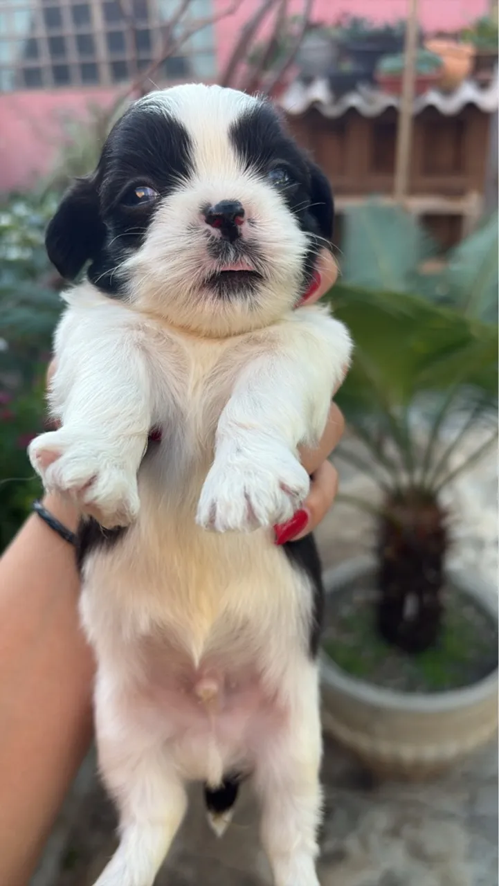 Filhote de Shih Tzu disponível!
