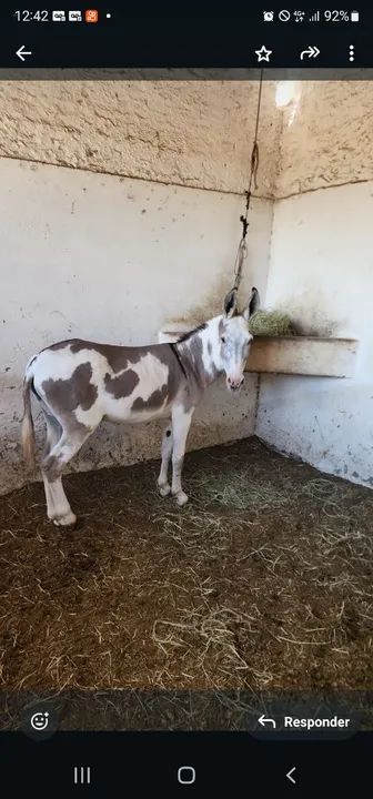 Vendo mine jumento pampa de preto zap *  - Foto 2