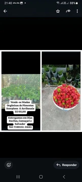 Mudas de Pimenta Scorpion e Arribasaia