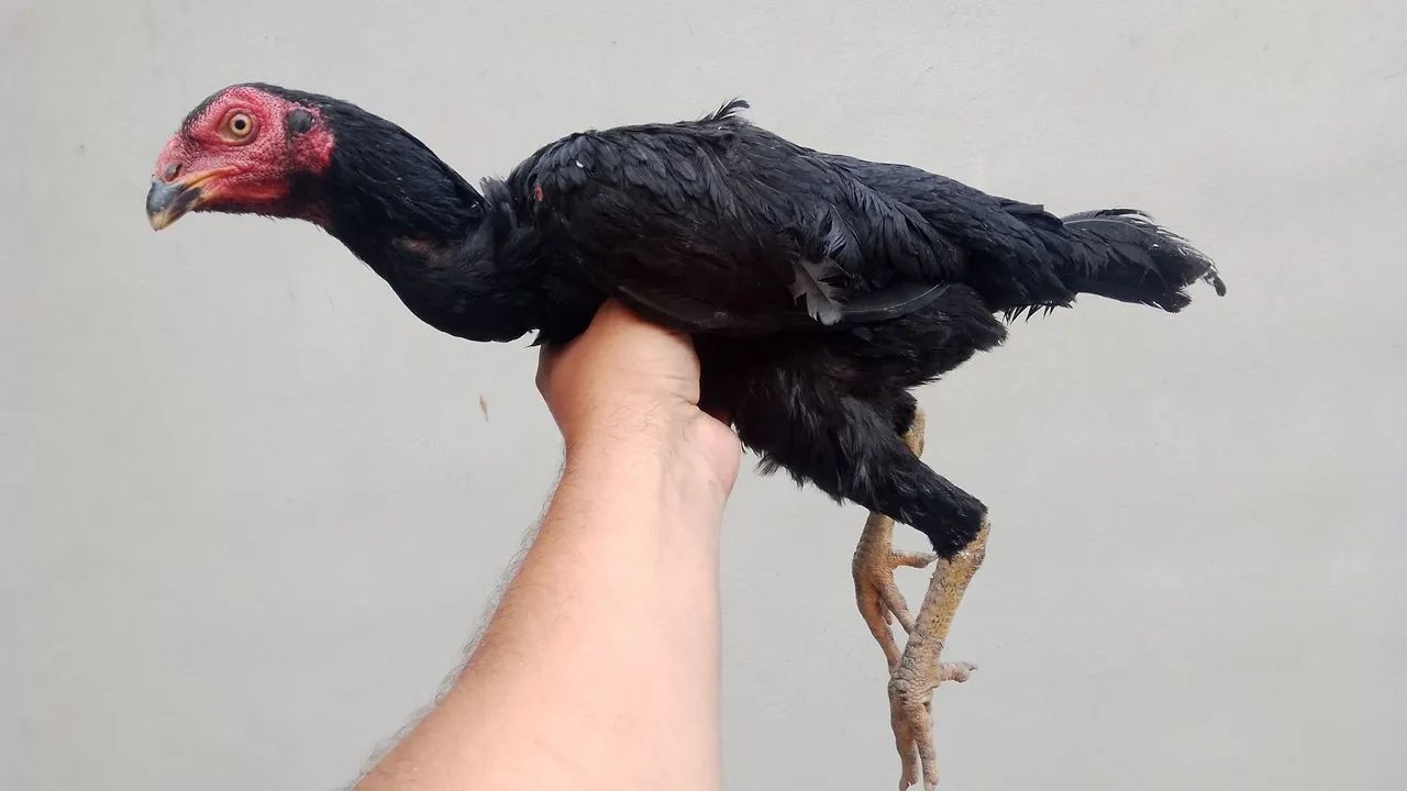 Galinha índia (Entrego) - Foto 3