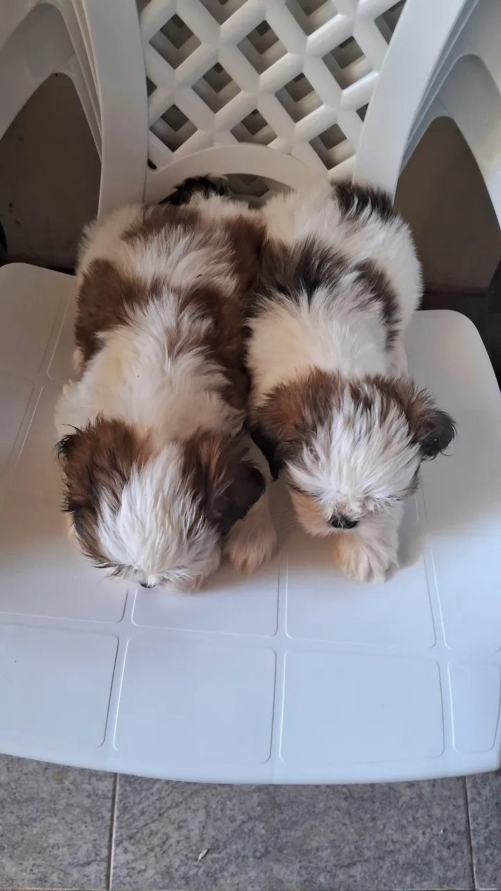 Filhotes de Shih Tzu puros e adoráveis