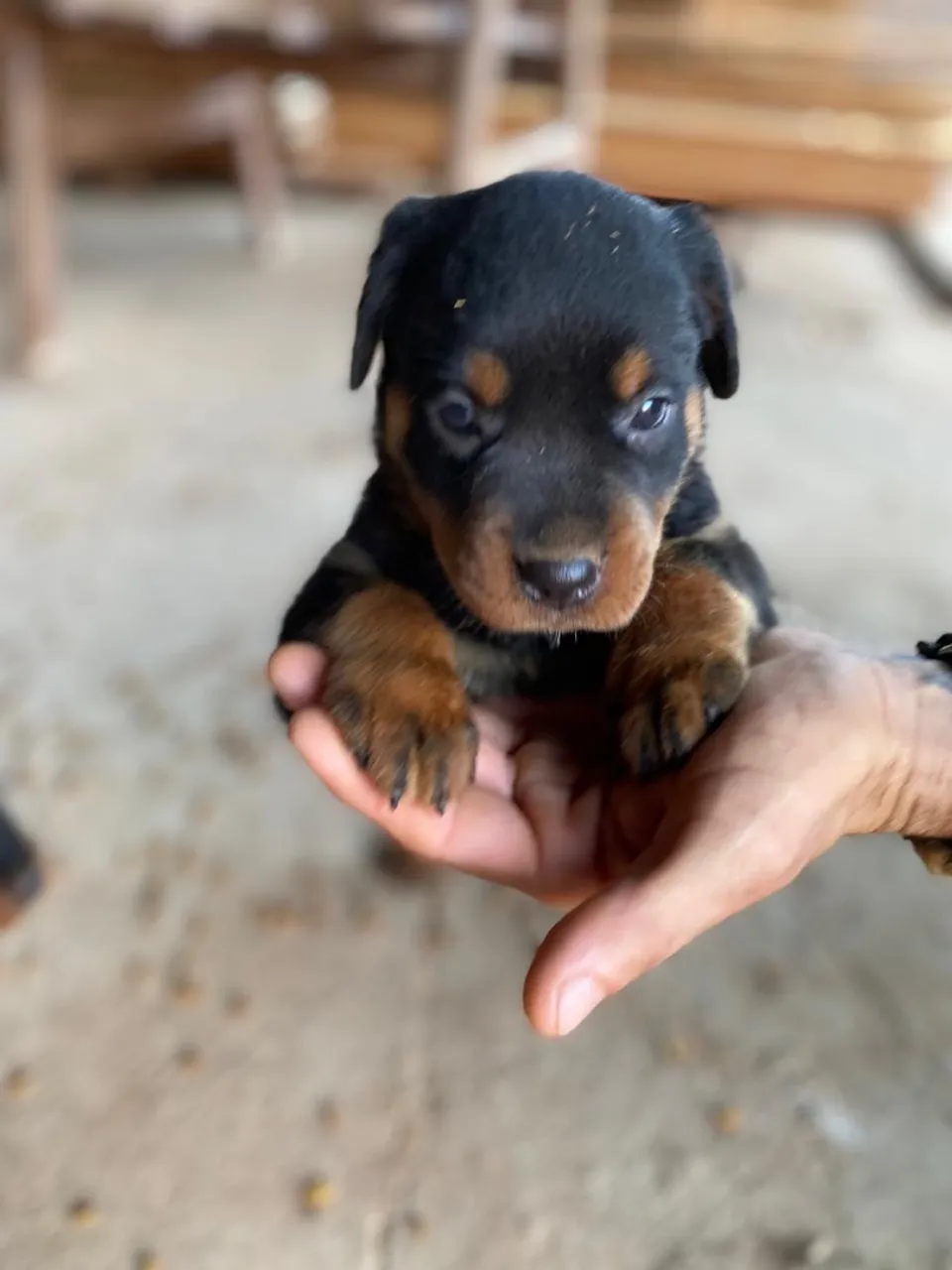 Filhote de Rottweiler disponível