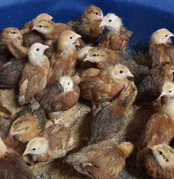 POEDEIRAS EMBRAPA 051 - Foto 2