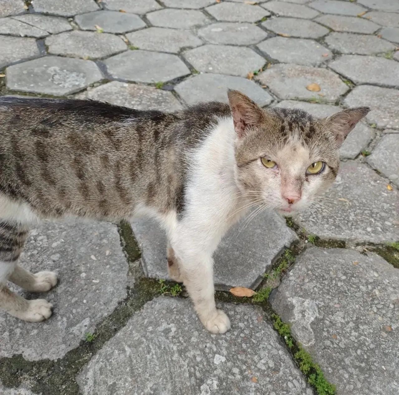 Gato Adulto para Adoção