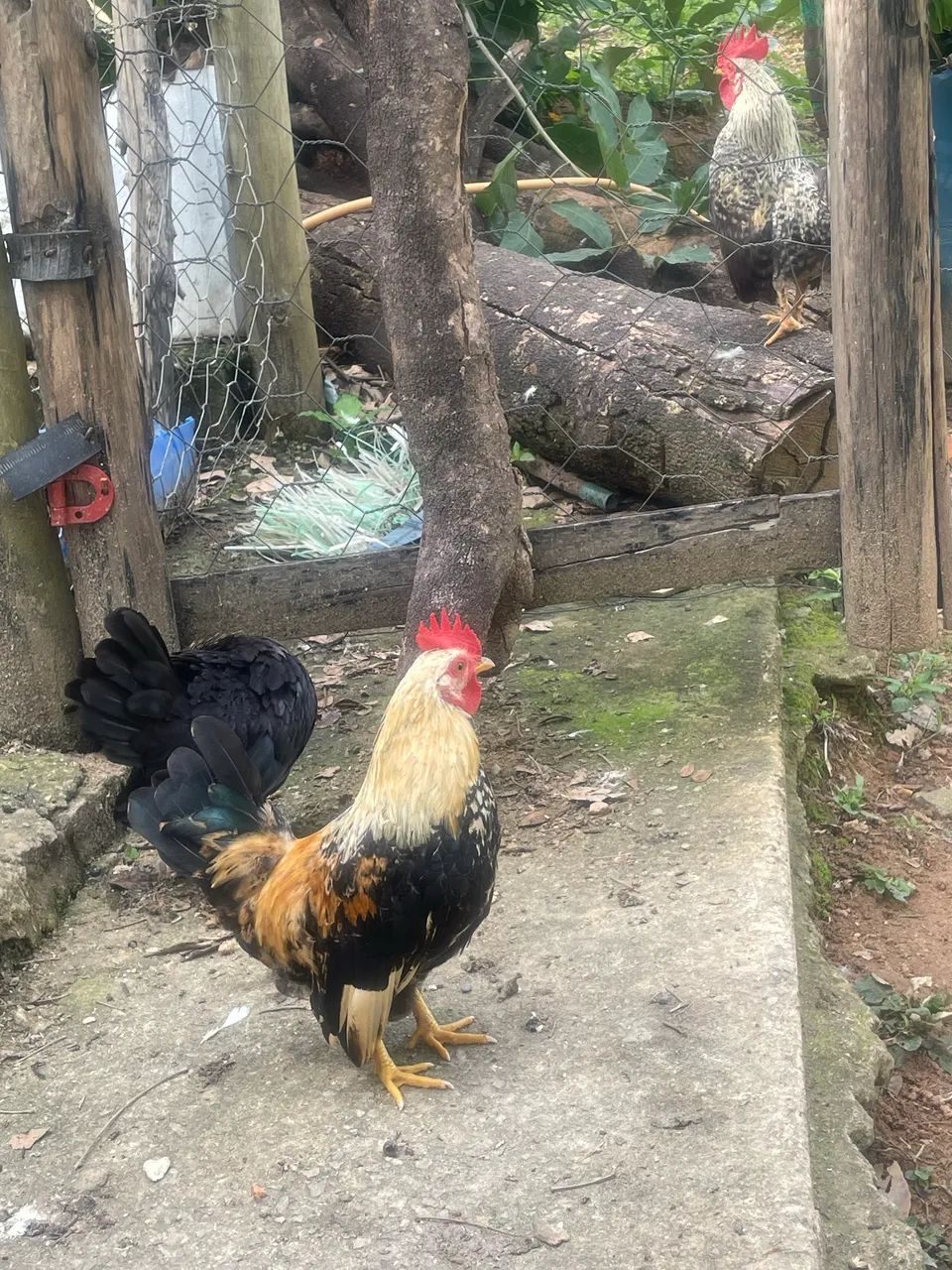 Lindos galinhas garnisés  - Foto 4