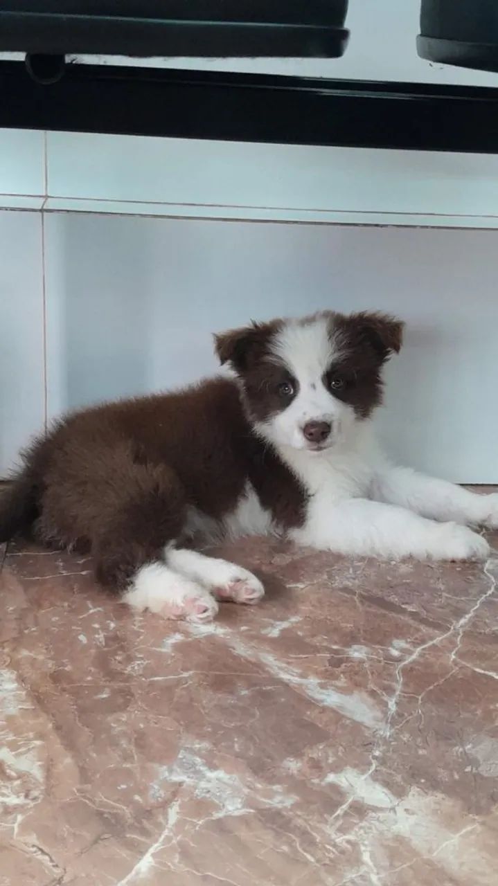 Border collie filhotes  - Foto 4