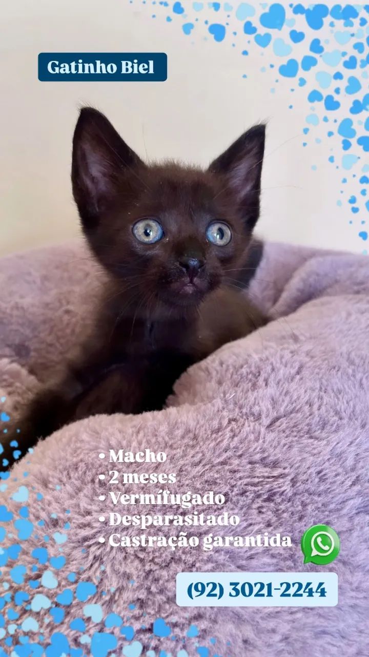 Lindos filhotes de felinos ? - Foto 5