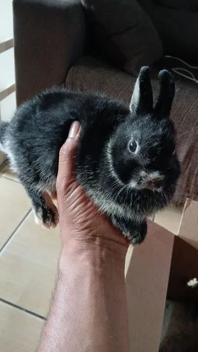 Linda Mini Coelhinha Netheland padrão Pet - Foto 2