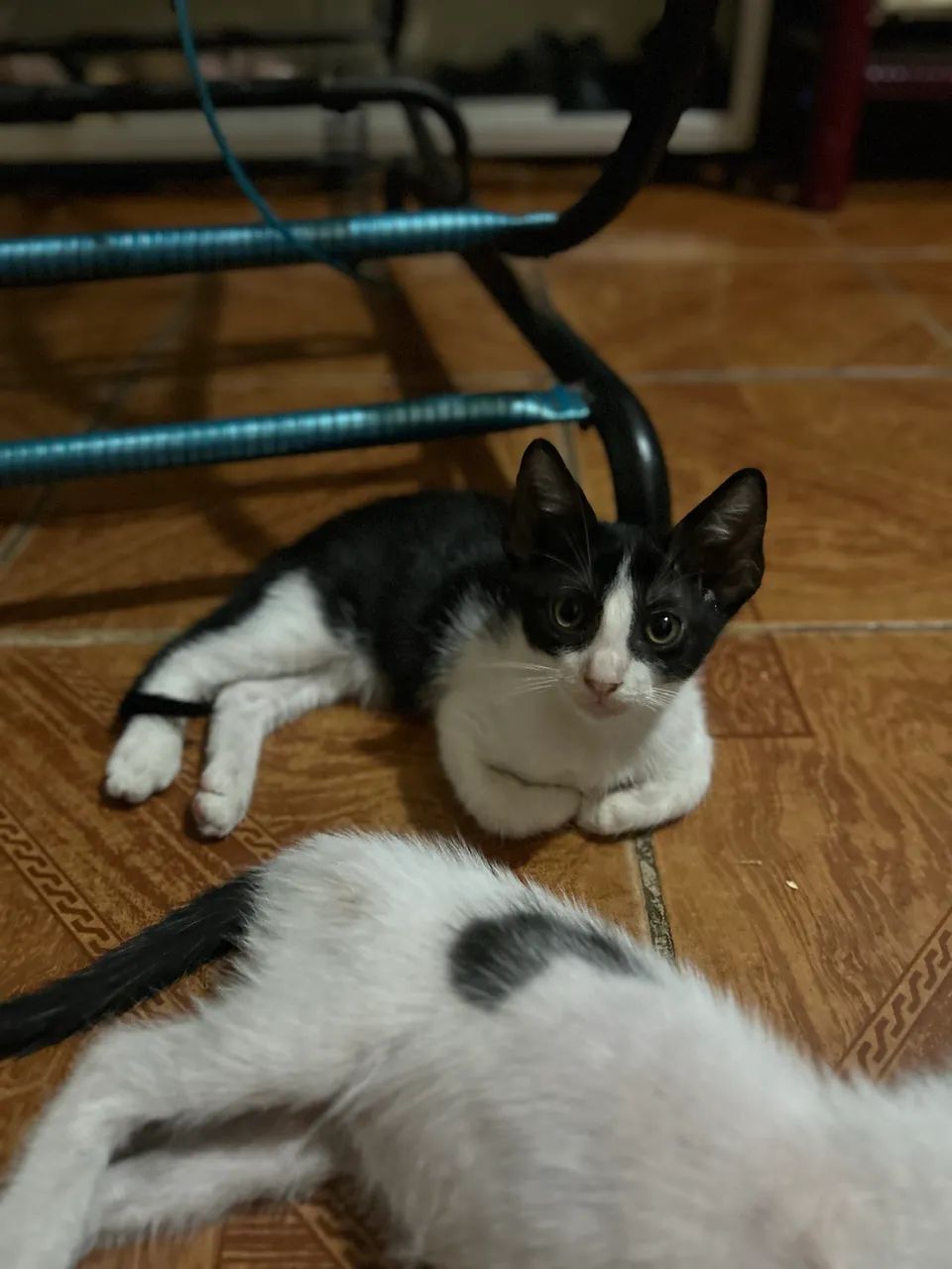 Gatinhos para doação  - Foto 3
