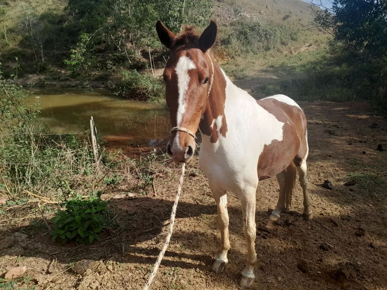 Cavalos a venda  - Foto 4