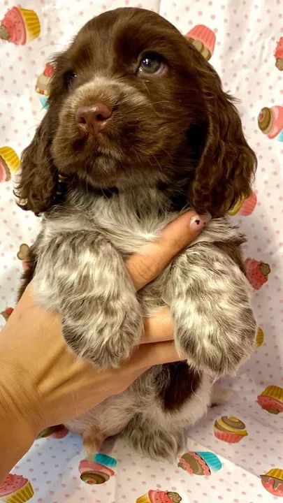 Cocker Spaniel ingles todas as cores 