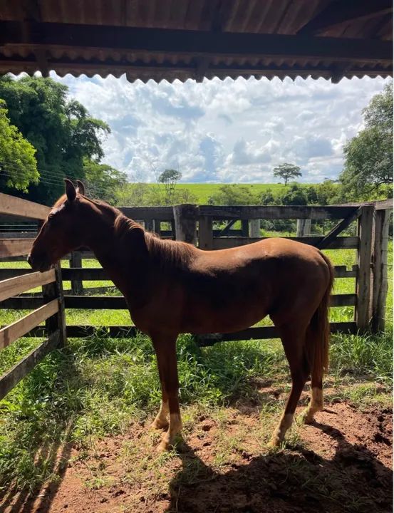 Vendo cavalo dócil  - Foto 6