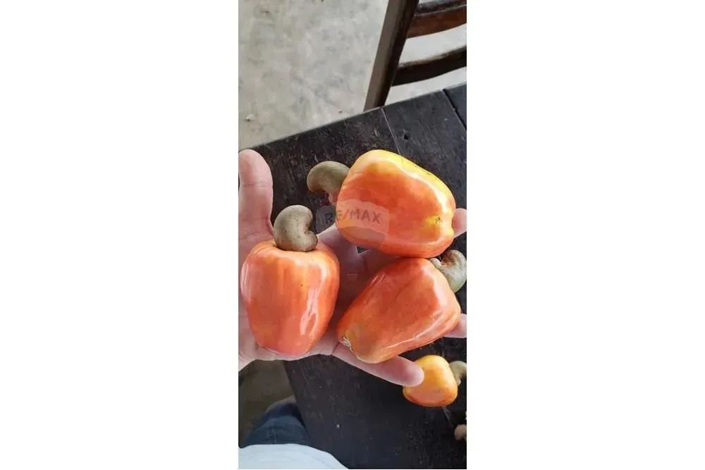 TERRENO (Fazenda em Piaçabuçu, AL - 687 ha) - Foto 11