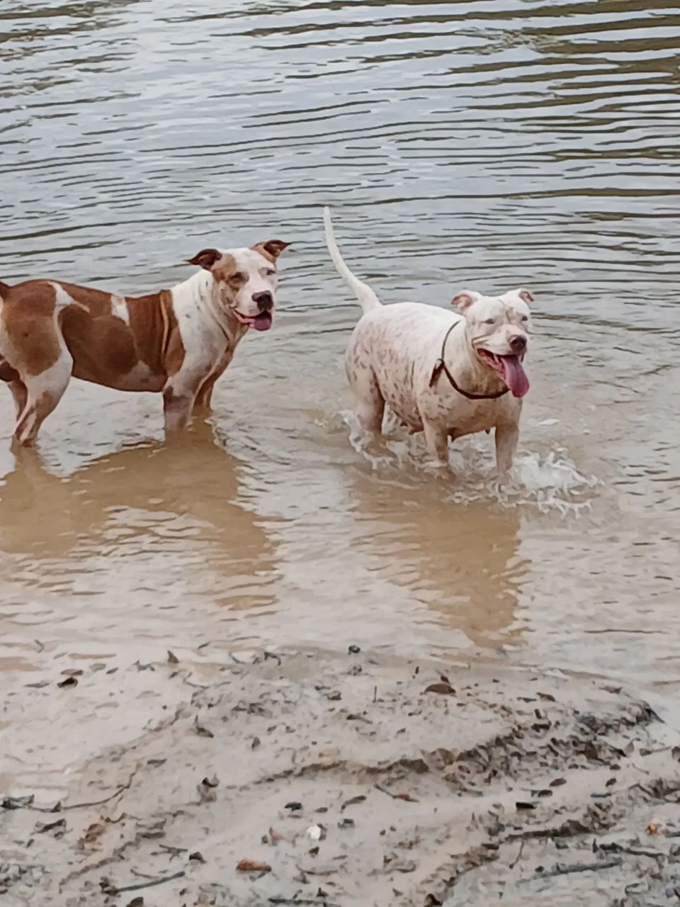 Filhotes de American Pitbull Staffordshire Terrier disponíveis!