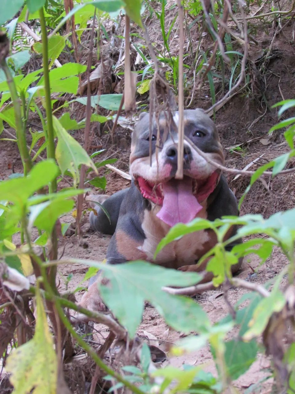 Pitbulls para adoção - Foto 4