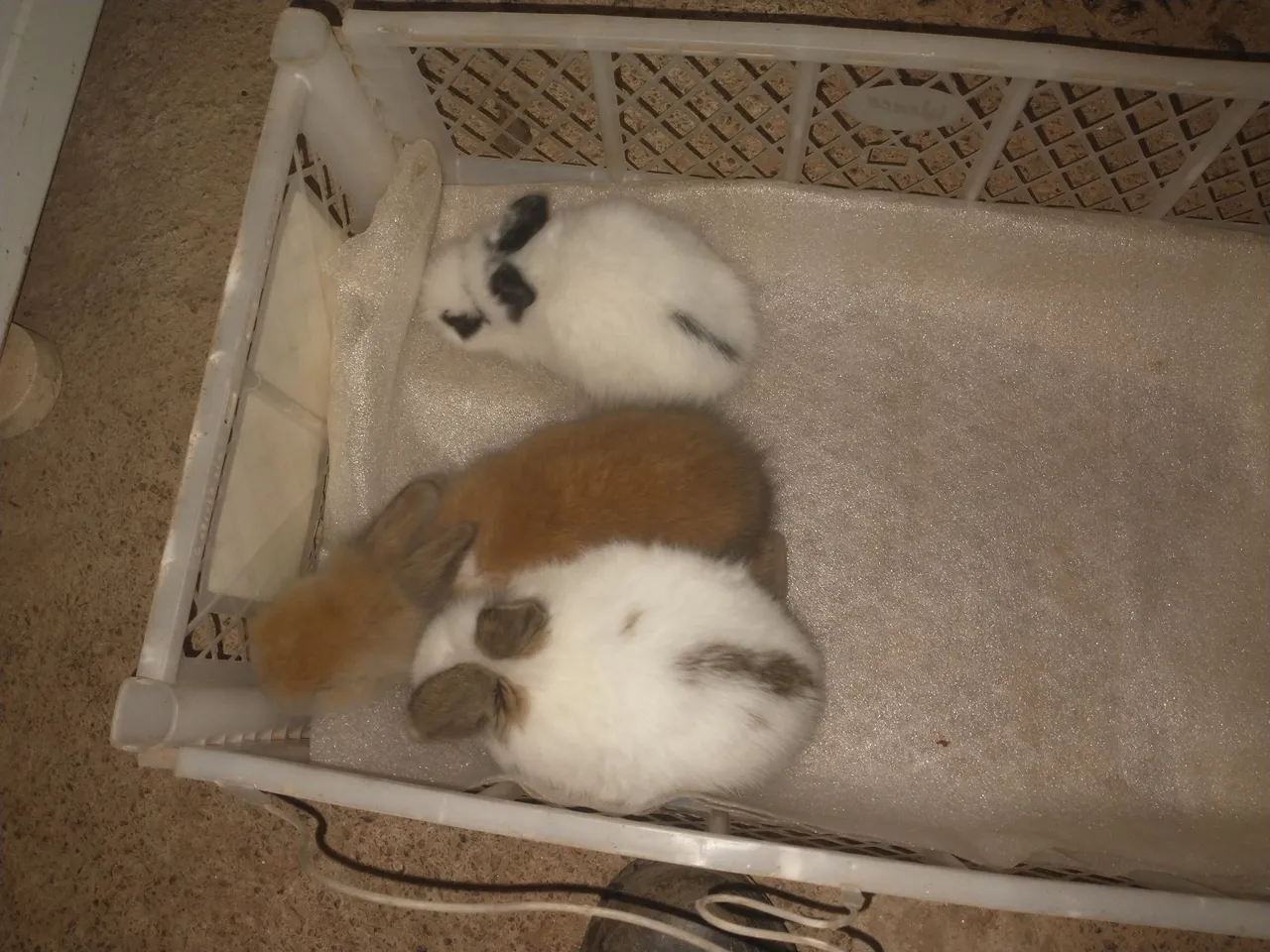 Minis peludinhos .