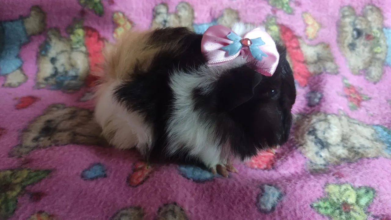 Porquinha da índia da raça peruana . - Foto 4