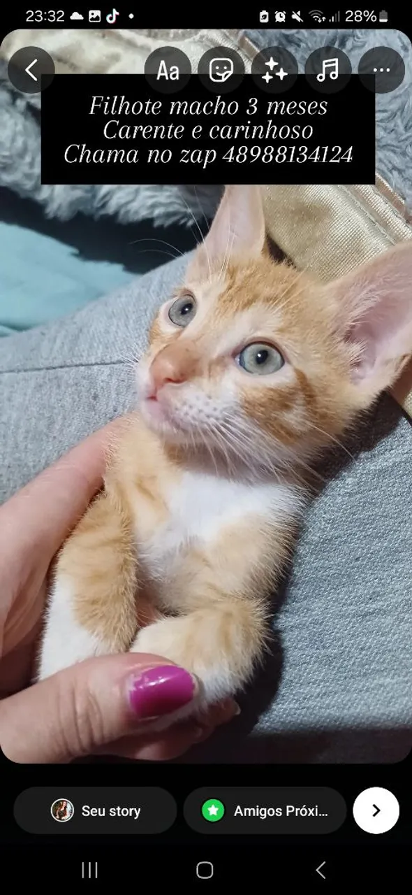 Filhote macho 3 meses - Carente e carinhoso