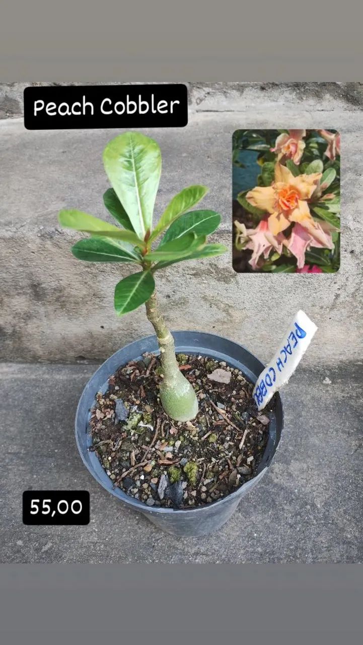 Mudas de Rosa do Deserto Enxertadas Promoção  - Foto 5